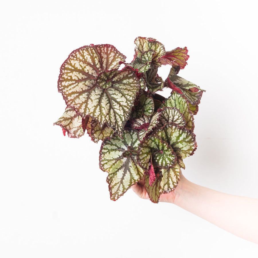 Begonia 'Spiralis' - GROW TROPICALS