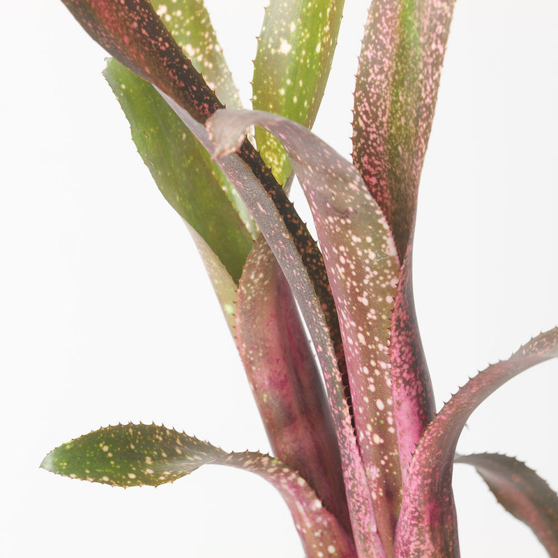 Billbergia sp. Plants GrowTropicals