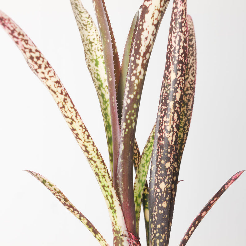 Billbergia sp. Plants GrowTropicals
