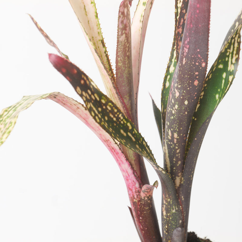 Billbergia sp. Plants GrowTropicals
