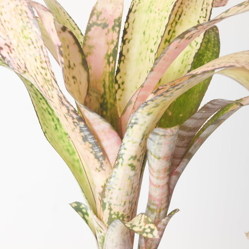 Billbergia sp. Plants GrowTropicals