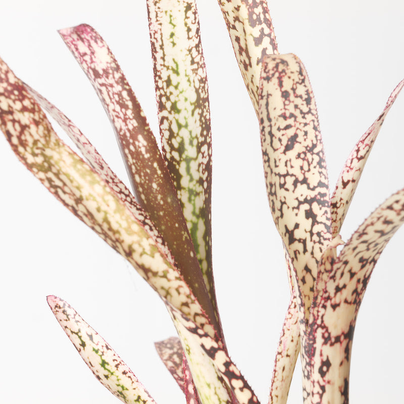 Billbergia sp. Plants GrowTropicals