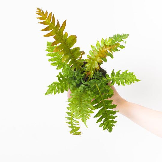 Blechnum brasiliense 'Volcano' Plants GrowTropicals