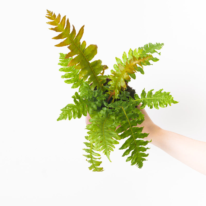 Blechnum brasiliense 'Volcano' Plants GrowTropicals