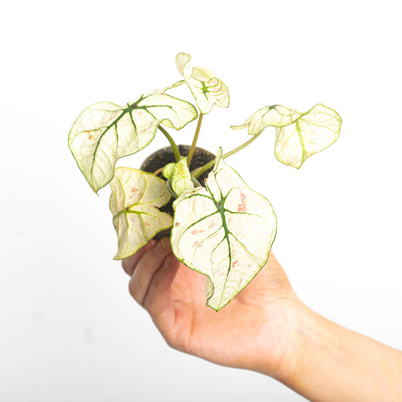 Caladium 'Kelly' Plants GrowTropicals