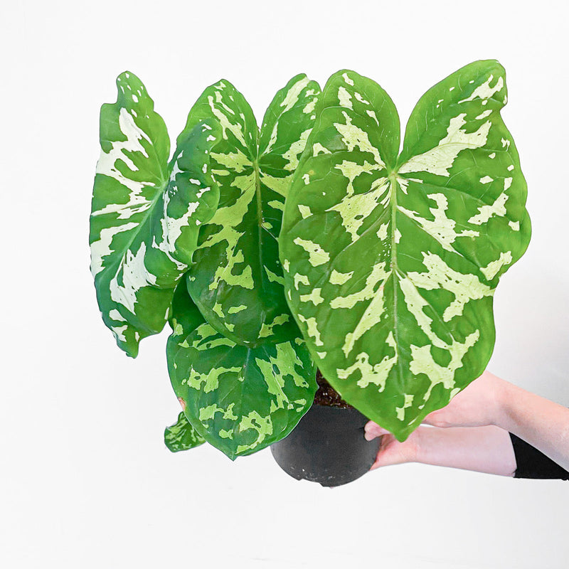 Caladium praetermissum 'Hilo Beauty' Plants GrowTropicals