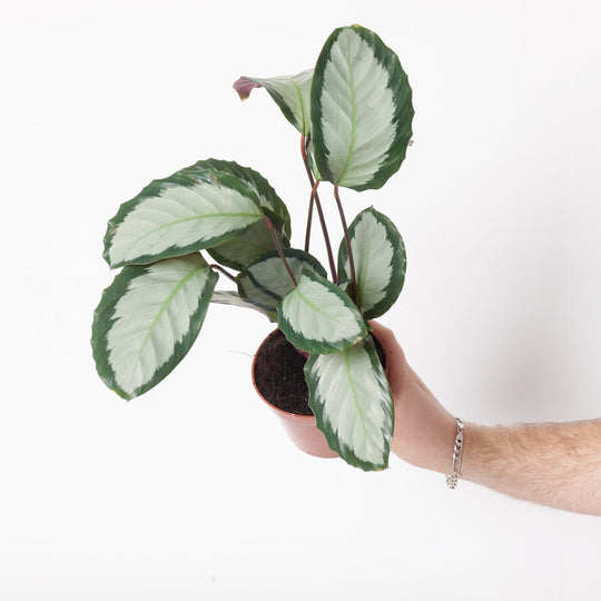 Calathea Picturata Argentea 12cm Plants GrowTropicals