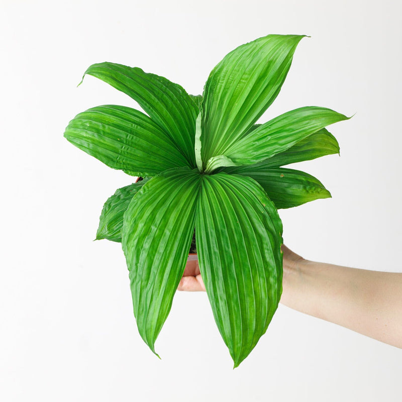 Carludovica palmata Plants GrowTropicals