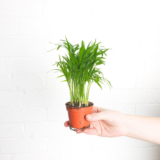 Chamaedorea elegans 6cm Plants GrowTropicals