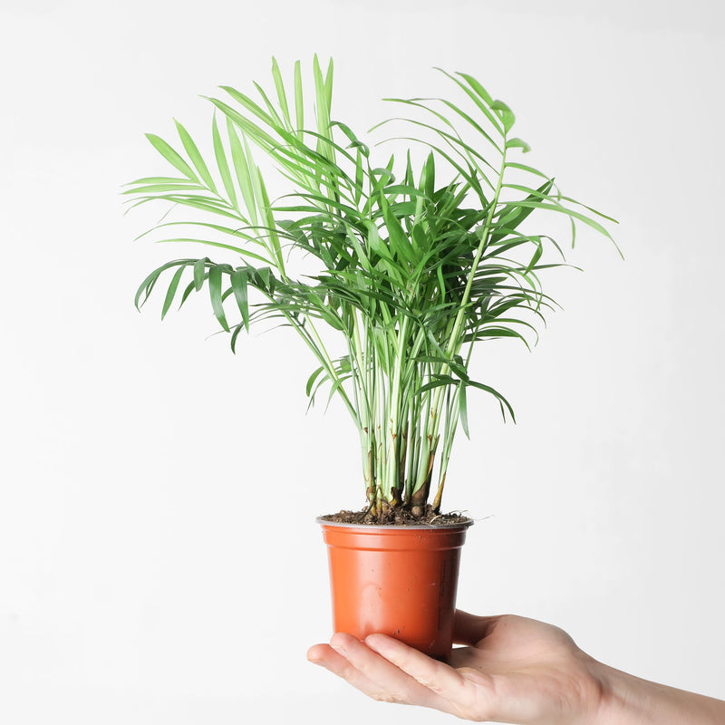 Chamaedorea elegans — 9cm