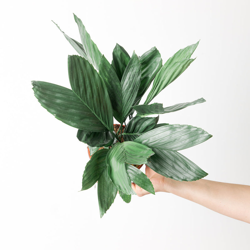 Chamaedorea metallica — 14cm