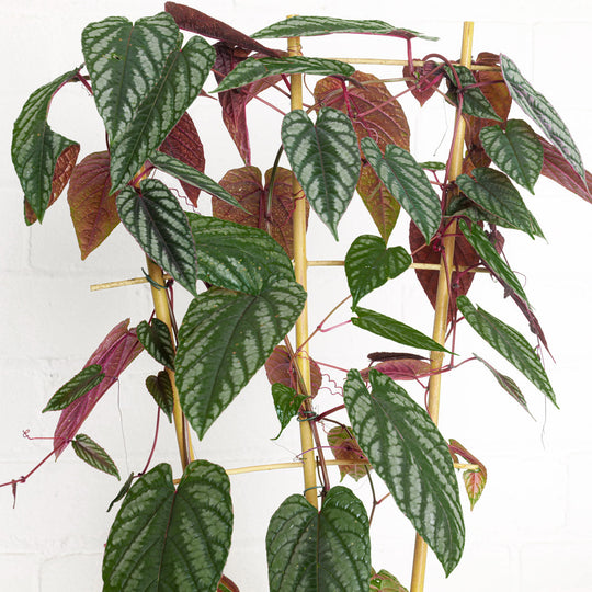 Cissus discolor Plants GrowTropicals