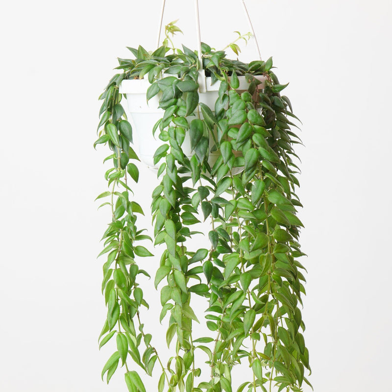 Columnea arguta Plants GrowTropicals