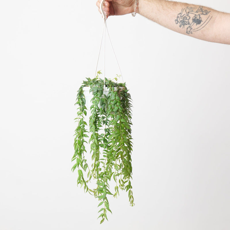 Columnea arguta — 14cm Hanging