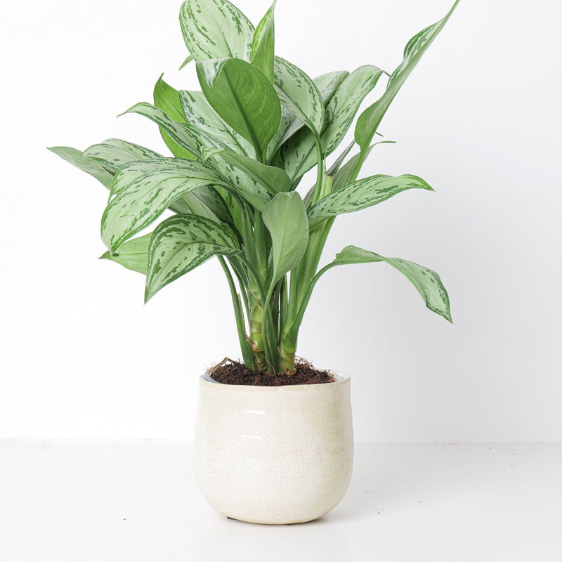 Como Ivory Plant Pot — Ivory / To Fit 6cm Pots (8cm Ø)