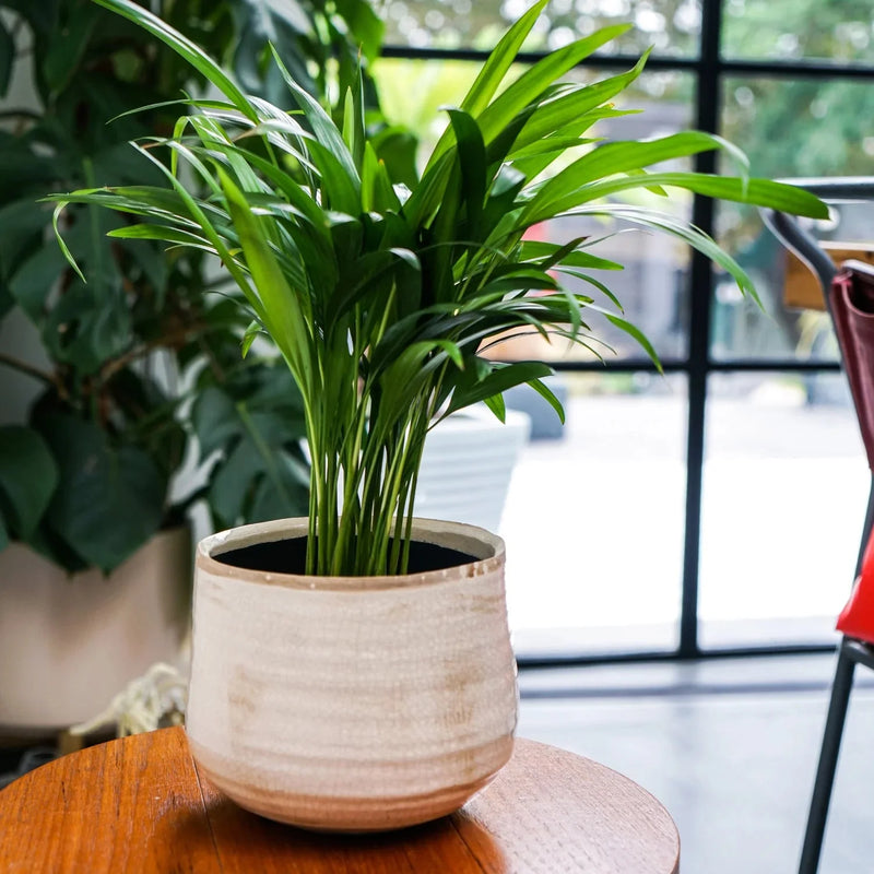 Como Ivory Plant Pot Pots & Planters Ivyline