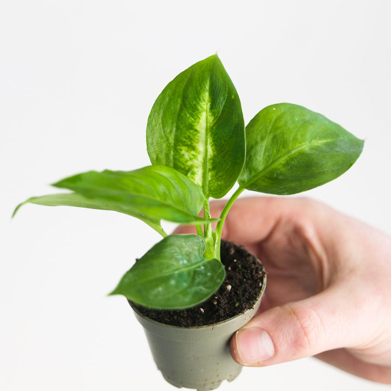 Dieffenbachia 'Camilla' Plants GrowTropicals