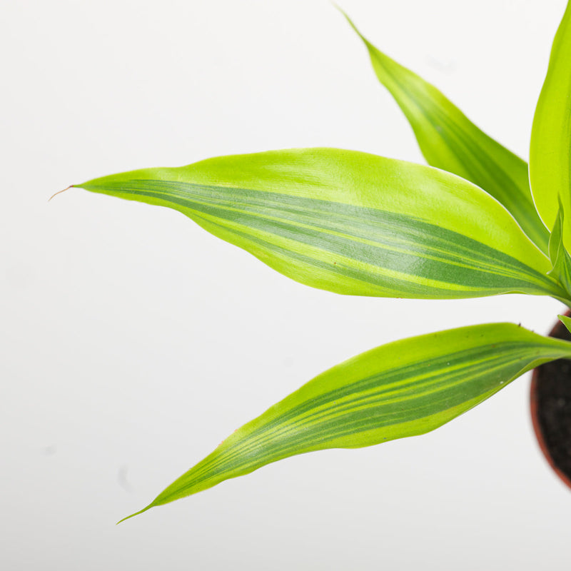 Dracaena sanderiana 'Gold' — 5.5cm
