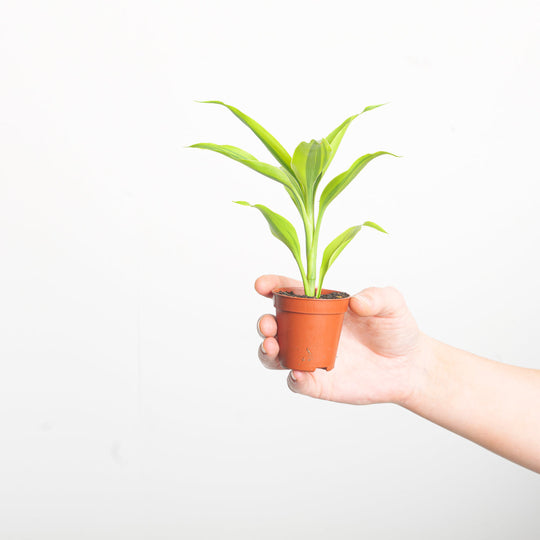 Dracaena sanderiana 'Gold' Plants GrowTropicals