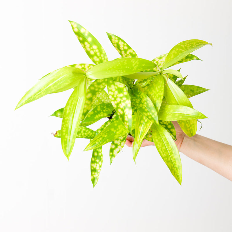 Dracaena surculosa 'Mike' Plants GrowTropicals