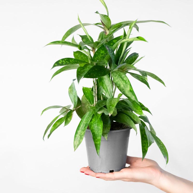 Dracaena surculosa — 12cm