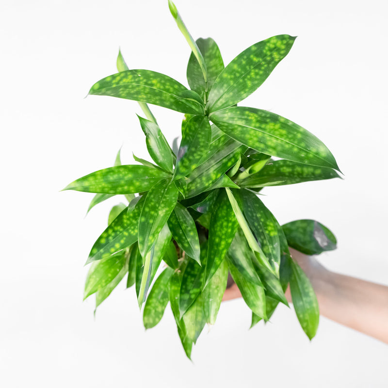 Dracaena surculosa Plants GrowTropicals