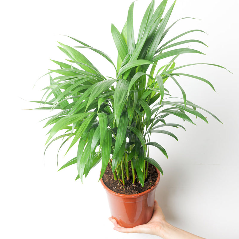 Dypsis lutescens 'Areca Palm' 17cm Plants GrowTropicals