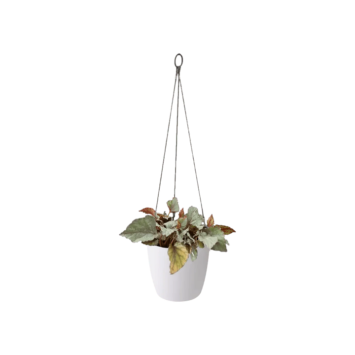 Elho Brussels Hanging Basket - GROW TROPICALS