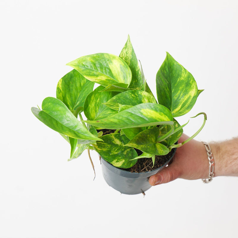 Epipremnum 'Aureum' 12cm Plants GrowTropicals
