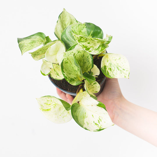 Epipremnum 'Happy Leaf' 12cm Plants GrowTropicals