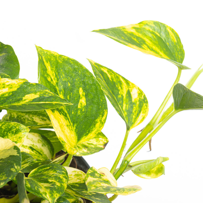 Epipremnum 'N'Joy Gold' — 12cm