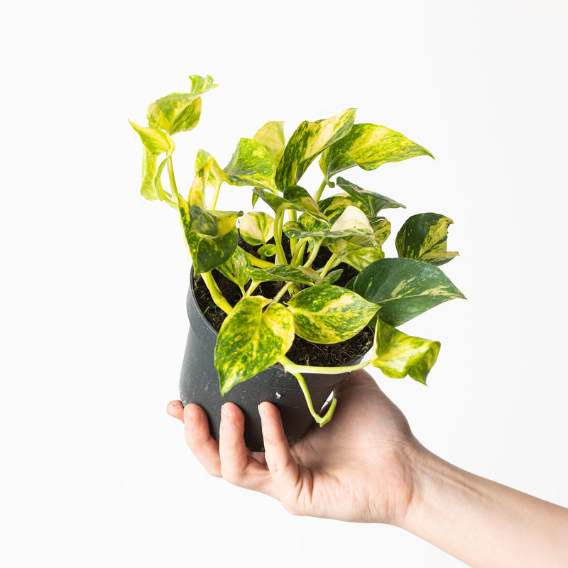 Epipremnum 'N'Joy Gold' Plants GrowTropicals