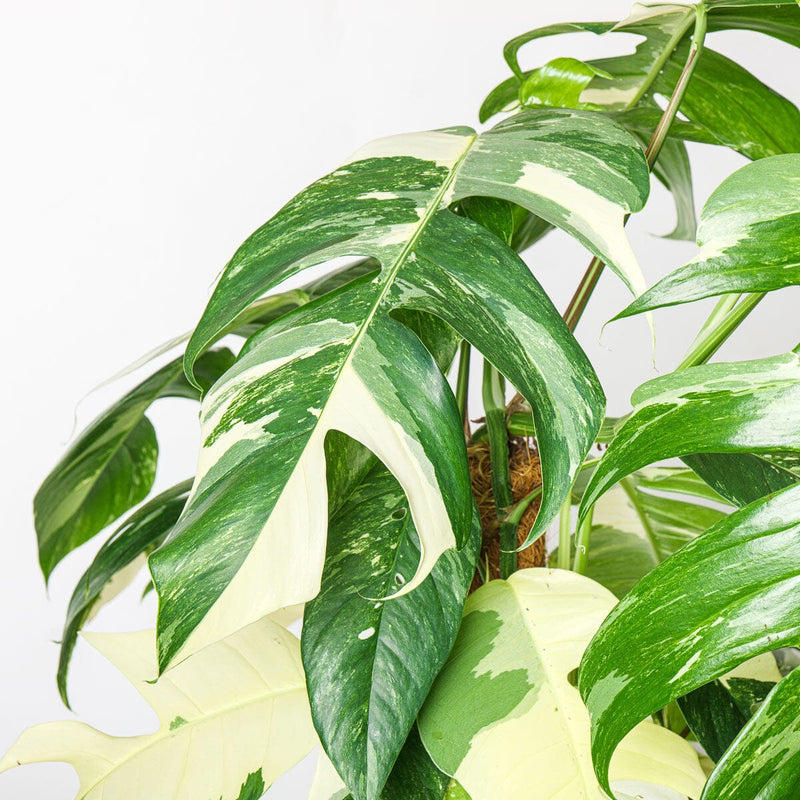 Epipremnum pinnatum ‘Aureum Variegated’ | Epipremnum Goldfinger Plants GrowTropicals