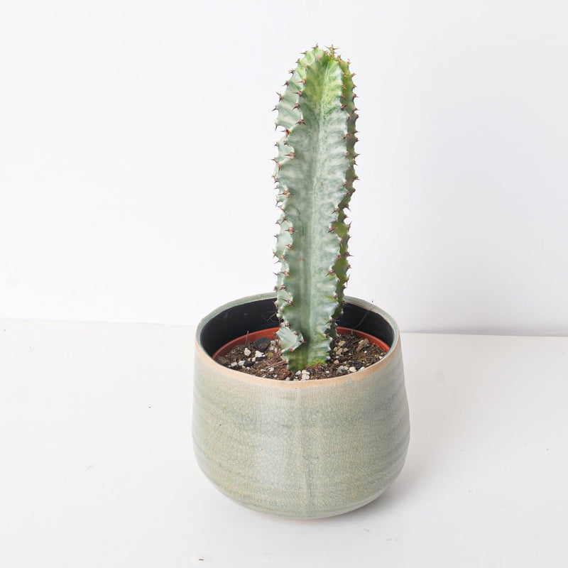 Euphorbia Abyssinica Variegated Plants GrowTropicals