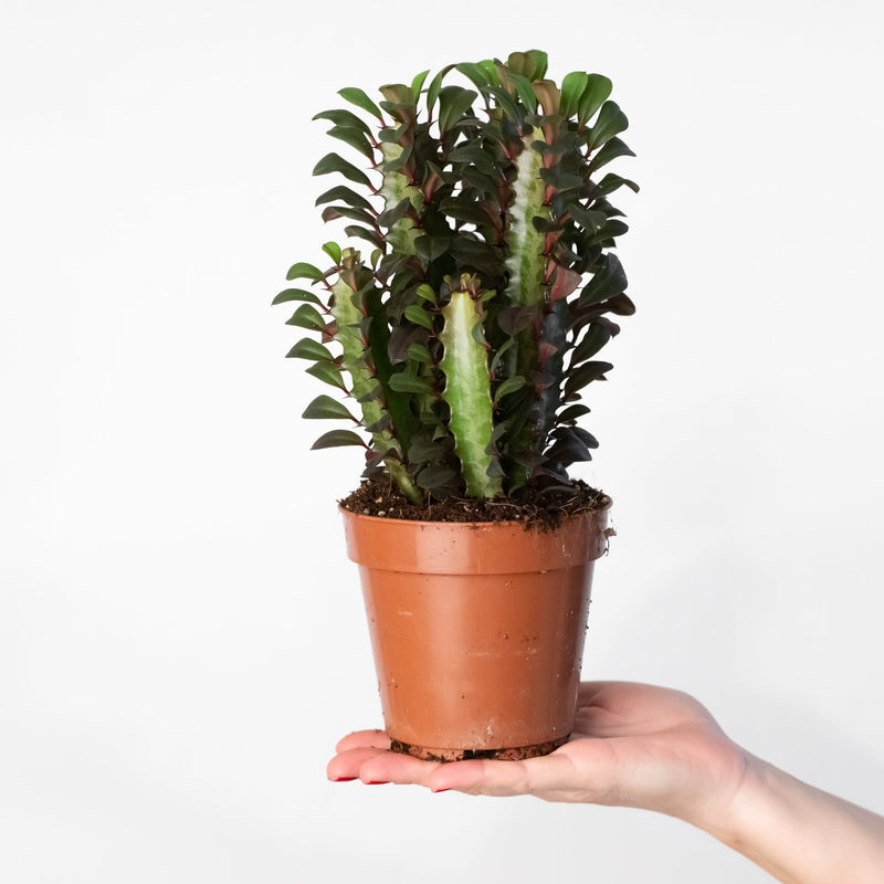 Euphorbia trigona 'Rubra' — 12cm