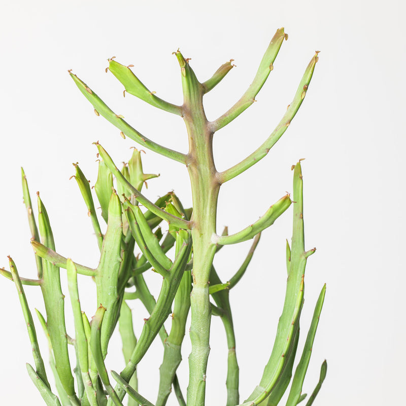 Euphorbia xylophylloides Plants GrowTropicals