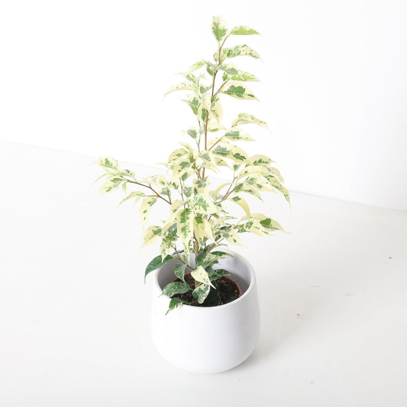 Ficus benjamina 'El Dorado' | Variegated Weeping Fig Plants GrowTropicals