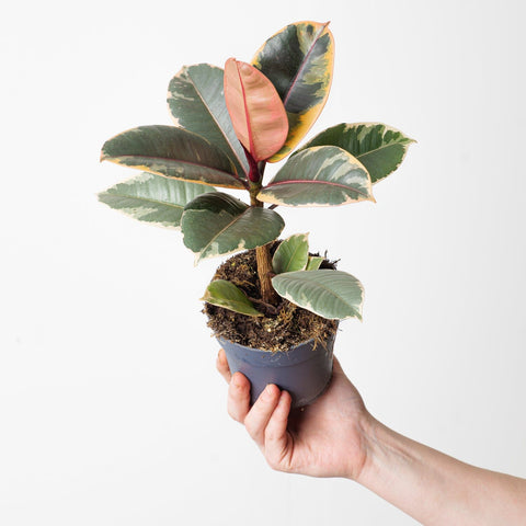 Ficus elastica 'Belize' 11cm Plants GrowTropicals