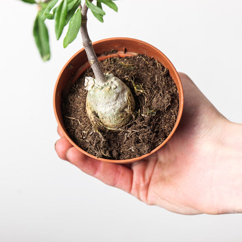 Fockea edulis Plants GrowTropicals