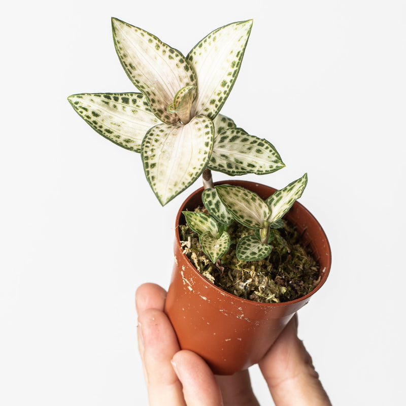 Goodyera schlechtendaliana var. Nishikiran Plants GrowTropicals