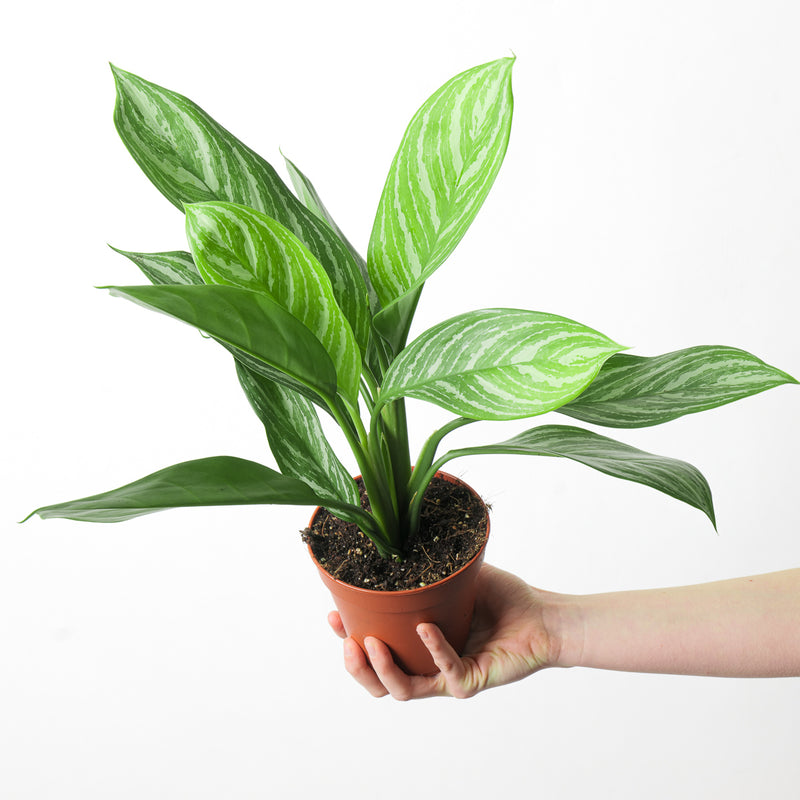 Aglaonema 'Stripes' Plants GrowTropicals