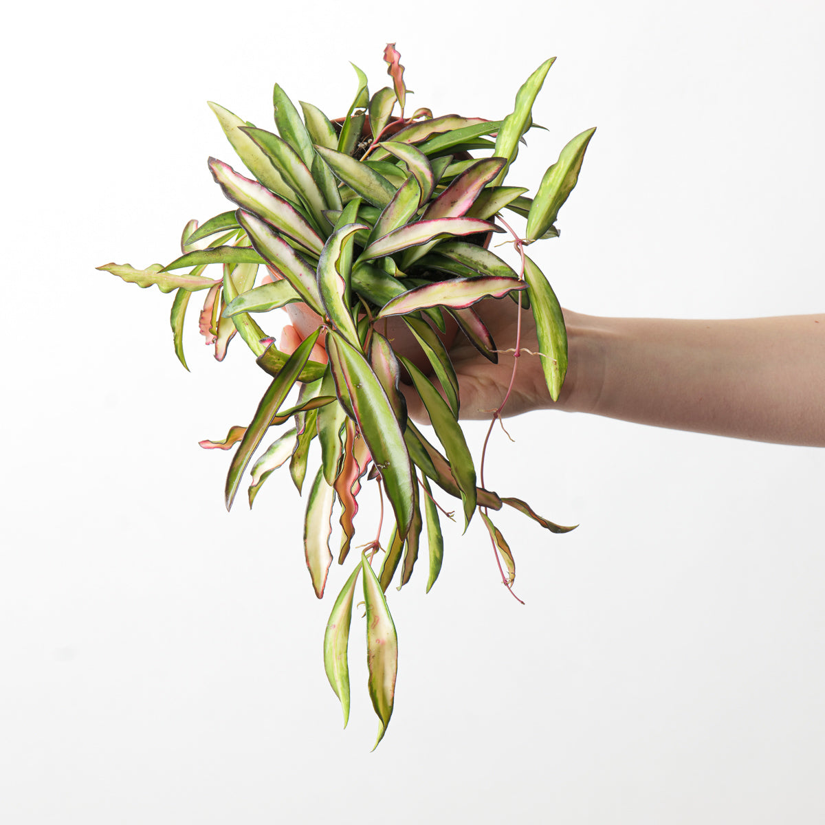 image.title image.title