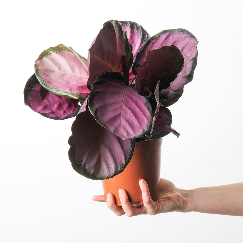 Calathea roseopicta 'Crimson' 14cm Plants GrowTropicals