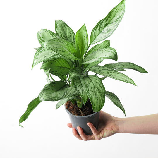 Aglaonema 'Maria Christina' Plants GrowTropicals