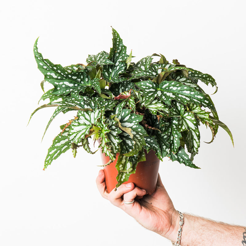 Begonia 'Sherwood Forest' 15cm Plants GrowTropicals
