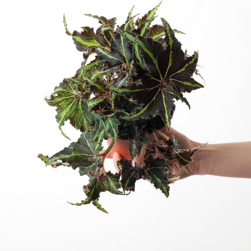 Begonia 'Lion Dance' 12cm Pot Plants GrowTropicals