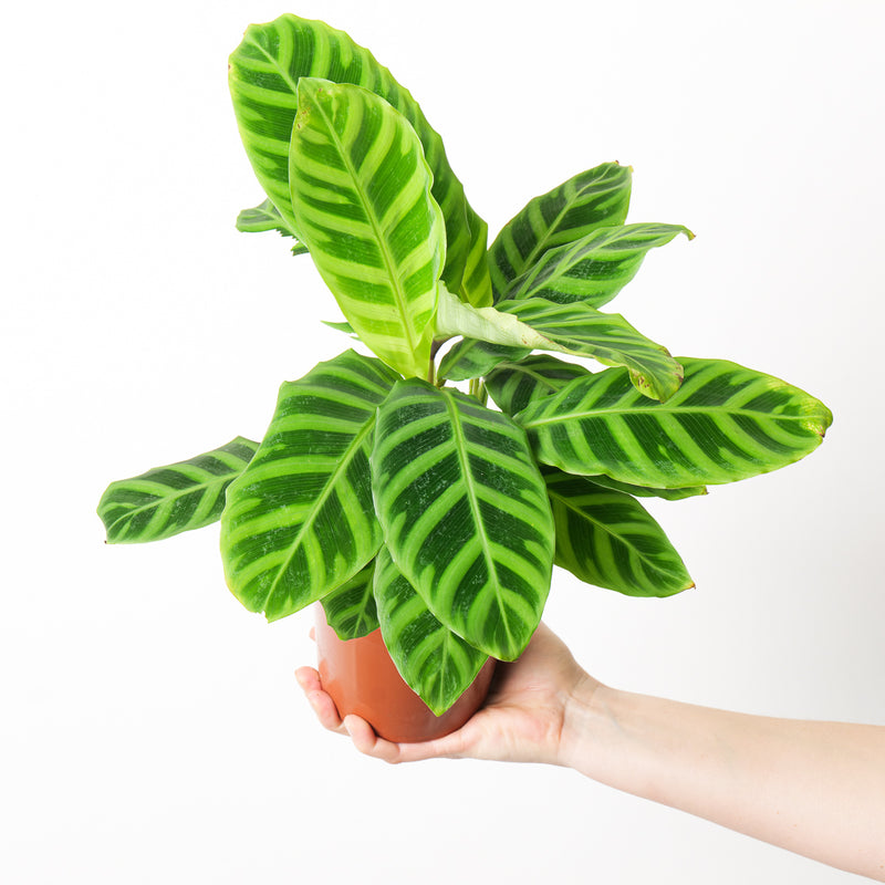 Calathea Zebrina 14cm Plants GrowTropicals