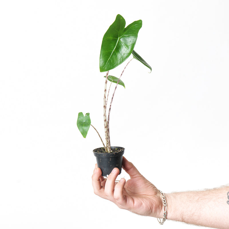 Alocasia Zebrina — 7cm