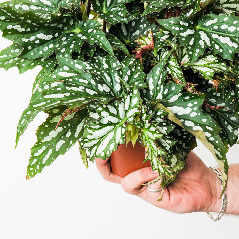 Begonia 'Sherwood Forest' Plants GrowTropicals