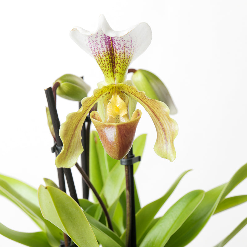 Paphiopedilum Leeanum Plants GrowTropicals